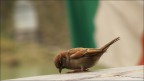 Bird & Flag Bird & Flag