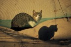 Gatto in relax 2007