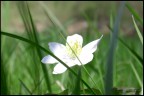 Fiore Fiore