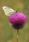 Pieride del biancospino Pieride del biancospino