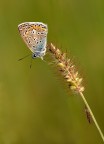 Polyommatus icarus Polyommatus icarus