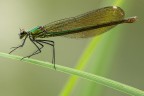 Calopteryx splendes (f) Calopteryx splendes (f)