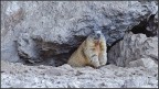 marmotta marmotta