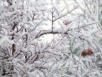 Melograno al freddo! Melograno al freddo!