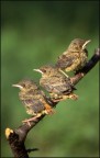 birds waiting... birds waiting...