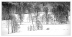 high contrast b&w high contrast b&w
