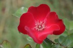 Fiore