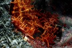 Cuprite var. Chalcotrichite Cuprite var. Chalcotrichite