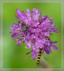 La strana coppia La strana coppia