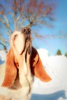 Non ti vedo...ma ti annuso! (Bassethound) Non ti vedo...ma ti annuso! (Bassethound)