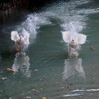 Le mie amiche Le mie amiche