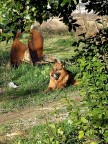 Morfeo, il mio cane
