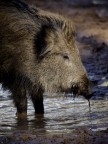 Il cinghiale che si disseta Il cinghiale che si disseta