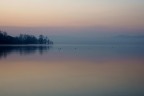 alba alba