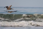 Pellicani