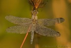 libellula di cristallo libellula di cristallo