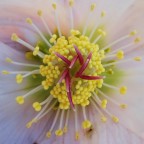 Rosa di natale Rosa di natale