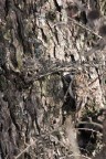 PRIMA VERA USCITA IN MONTAGNA(CAMPO DEI FIORI)IL PICCOLO RAMPICHINO SI MUOVE VELOCEMENTE SUL TRONCO DELL'ALBERO CERCANDO NELLA CORTECCIA INSETTI,GLI SCATTI SONO DISTURBATI DA RAMI ERA IMPOSSIBILE RIPRENDERLO SENZA DISTURBI.