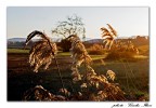 Il mattino ha l'oro in bocca Il mattino ha l'oro in bocca