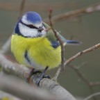 cinciarella cinciarella