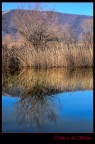 Riflessi Riflessi