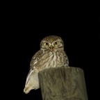 athene noctua athene noctua