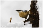 Picchio invernale Picchio invernale