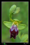 Ophrys Fusca....particolare! Ophrys Fusca....particolare!