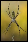 Argiope sp. controluce