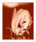 Tulipano 3