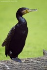 Cormorano Cormorano
