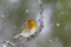 pettirosso sotto la neve pettirosso sotto la neve