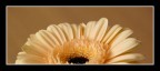 gerbera gerbera