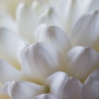 petali bianchi_3 petali bianchi_3