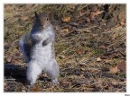 Uno scoiattolo grigio per niente impaurito,pare quasi voglia sfidarmi a pugni.
Nikon D80  Sigma 50/500