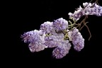 glicine glicine