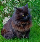 La mia Lussy e la sua babaglia La mia Lussy e la sua babaglia