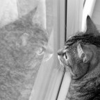 cosa starà guardando? cosa starà guardando?