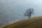 Solitario 2
