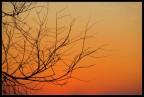 Branches Branches