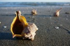 Furono feroci predatori di molluschi bivalvi.
Ora forze della Natura pi potenti di quanto potessero immaginare, indifferenti, li rovesciano a morire sulla battigia: un ambiente per loro alieno quanto per noi pu essere la superficie lunare.
E noi ci illudiamo che sia la Natura a doverci temere?