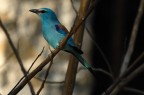 I colori della ghiandaia I colori della ghiandaia