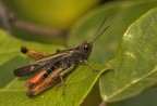 Omocestus rufipes Omocestus rufipes