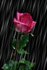 Rosa....rosa Rosa....rosa