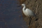 Garzetta ( Egretta Garzetta ) Garzetta ( Egretta Garzetta )