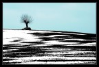 L'albero