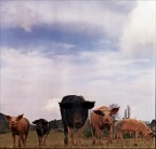 cinta senese cinta senese