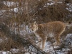 Lince europea fotografata al Parco d'Abruzzo (area della Lince di Civitella Alfedena)