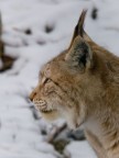 Lince europea - ritratto Lince europea - ritratto