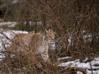 Lince europea Lince europea